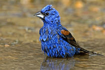 Male blue grosbeak bathing von Danita Delimont