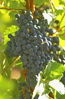 Cabernet Sauvignon grape bunch in the Chateau Margaux vineyard in Bordeaux by Danita Delimont