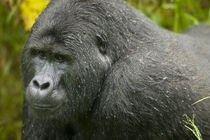 Adult Male (Silverback) Mountain Gorilla (Gorilla gorilla beringei) just after afternoon downpour in rainforest von Danita Delimont