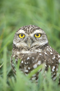 Burrowing Owl (Athene cunicularia) by Danita Delimont