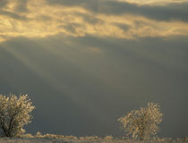 Small ice-covered trees and sunbeams von Danita Delimont