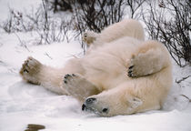 Polar Bear Rolling in the Snow von Danita Delimont