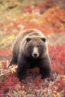 Female Grizzly Bear foraging red alpine blueberries in tundra by Danita Delimont