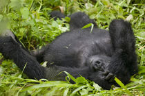 Adult Mountain Gorilla (Gorilla gorilla beringei) resting in tall grass at edge of rainforest by Danita Delimont