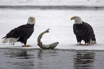 Pair of bald eagles waiting to feed on almost dead salmon by Danita Delimont