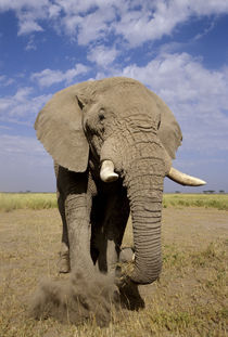 Male elephant ('Loxodonta africana') by Danita Delimont