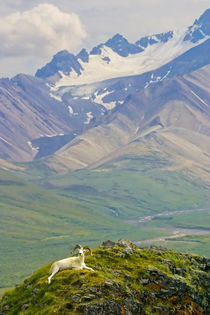 Dall sheep ram reclining against expansive vista by Danita Delimont