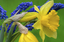 Detail of daffodil and hyacinth flowers by Danita Delimont