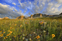 Prairie Wildflowers at Windy Creek in the Many Glacier Valley of Glacier National Park in Montana by Danita Delimont