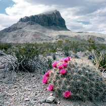Situated in the north tip of the Chihuahuan Desert by Danita Delimont