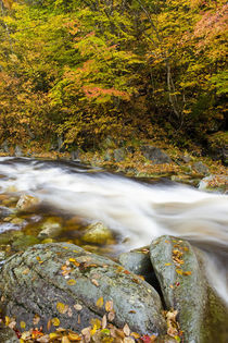 Batten Kill River tributary by Danita Delimont