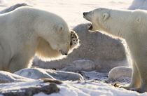 Two polar bears share a joke by Danita Delimont