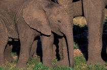 Elephants (Loxodanta africana) by Danita Delimont