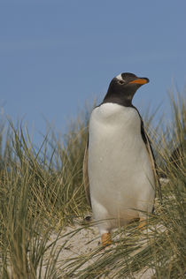 These penguins are residents and breed in the Falklands by Danita Delimont