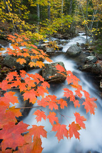 Sugar maple trees von Danita Delimont