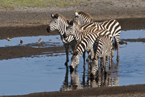 Zebras drinking at Ndutu in the Ngorongoro Conservation Area von Danita Delimont