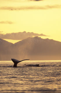 Inside Passage Humpback whale at sunset von Danita Delimont