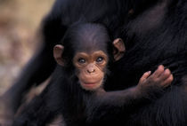 A 3-week-old chimpanzee (Pan troglodytes) by Danita Delimont