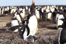 Gentoo Penguins (Pygoscelis papua) von Danita Delimont