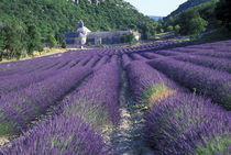 Lavander fields von Danita Delimont