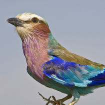 Lilac-Breasted Roller in Tarangire NP by Danita Delimont
