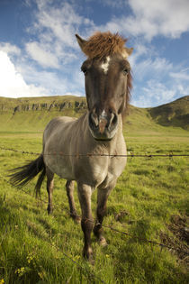 Frontal view of Icelandic horse next to barbed-wire fence by Danita Delimont