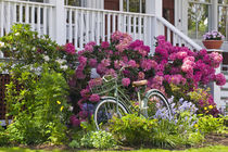 Whimsical antique bicycle by Danita Delimont