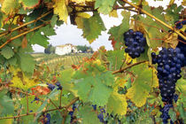 Tuscany Farmhouse viewed through grapevine by Danita Delimont