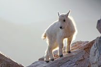 Close-up of young mountain goat kid backlit on rock by Danita Delimont