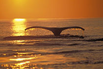 Humpback whale von Danita Delimont