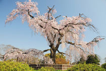 Weeping cherry tree under blue sky by Danita Delimont