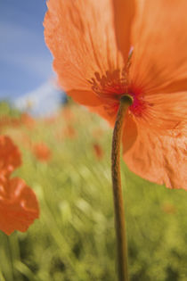 Fire Poppies Growing in the Palouse Region of Washington State by Danita Delimont