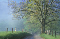 Foggy road with oak tree von Danita Delimont