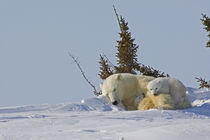 Polar bear cubs cuddling with sleeping mother von Danita Delimont