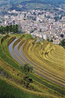 Jinping below terraced farm fields by Danita Delimont