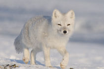 Travels the arctic coast in search of food by Danita Delimont