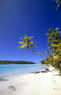 Palm lined beach Cook Islands von Danita Delimont