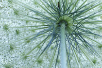 Queen-Anne's Lace viewed from below (Daucus carota) by Danita Delimont