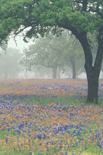 Foggy morning in the Texas Hill Country by Danita Delimont