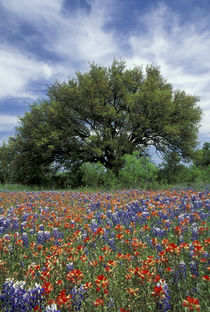 Texas Hill Country von Danita Delimont