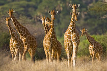 Herd of Reticulated Giraffes at Samburu NP by Danita Delimont