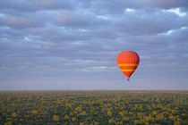 Dawn launch hotair baloon ride around Alice Springs von Danita Delimont