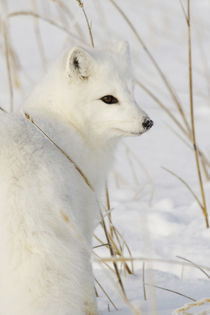Arctic Fox by Danita Delimont