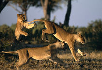 Lionesses (Panthera leo) playing near Rhino Pan in Savuti Marsh at dawn by Danita Delimont