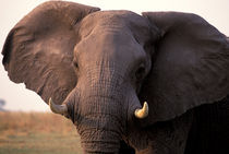 Elephant (Loxodanta africana) by Danita Delimont