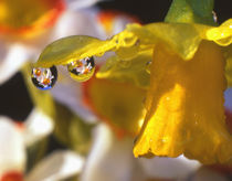 Close-up of dewdrops clinging to petal of daffodil flower in springtime by Danita Delimont