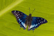 Sammamish Washington Tropical Butterflies photograph of Charaxes etesipe the Savannah Charaxes from Africa openned winged on Canna Lily leaf von Danita Delimont