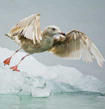Close-up of immature gull taking off from ice floe von Danita Delimont
