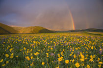 Spectacular wildflower meadow at sunrise in the Bighorn Mountains of Wyoming von Danita Delimont