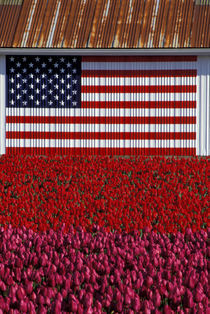 Flag on barn and tulip field by Danita Delimont